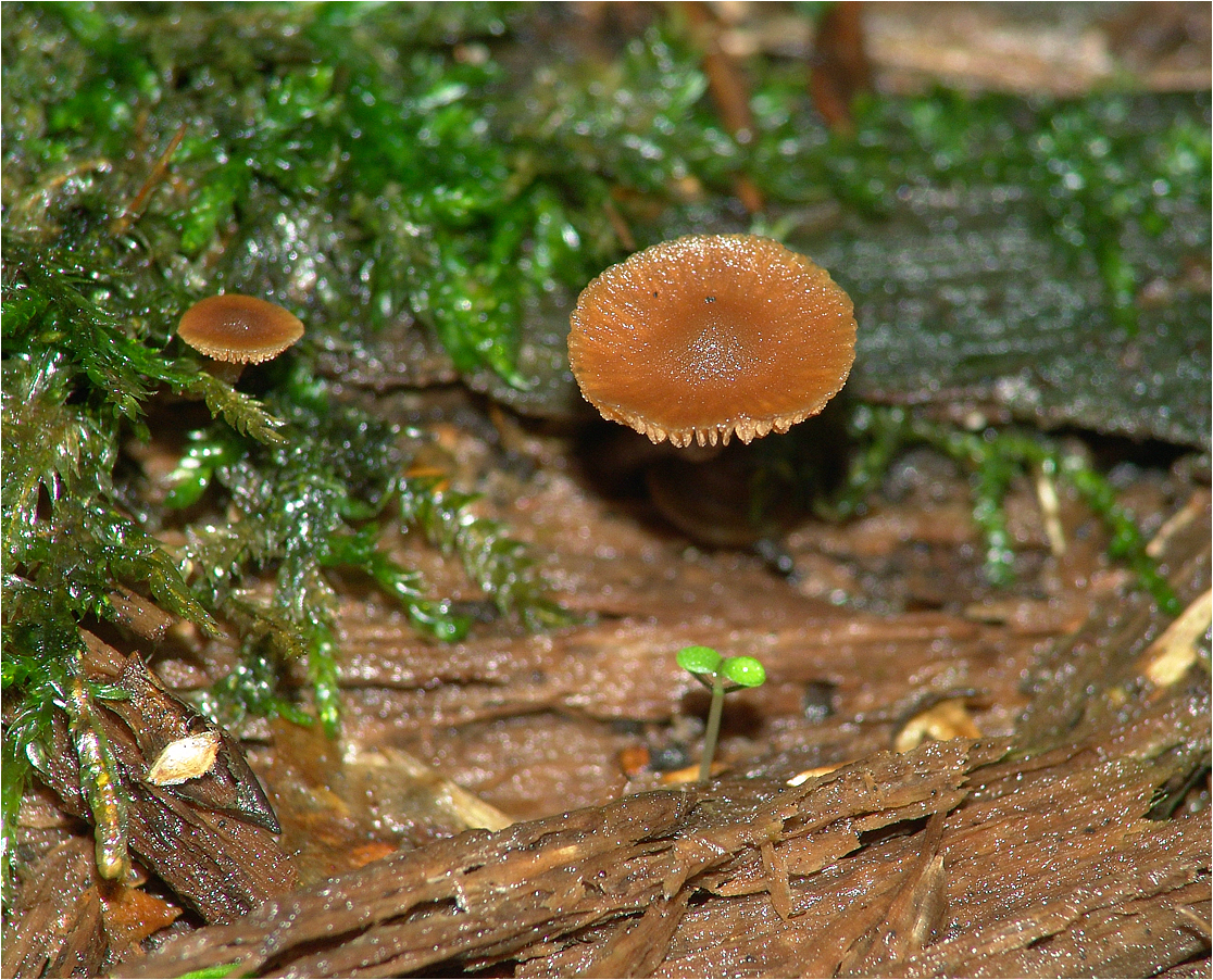 Плютей грязноножковый (pluteus podospileus) – грибы сибири