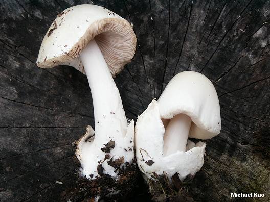 Вольвариелла шелковистая: съедобный ли гриб или нет, как собирать, фото