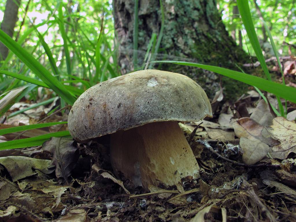 В каких лесах растут белые грибы, где их искать и в какое время года; виды боровиков