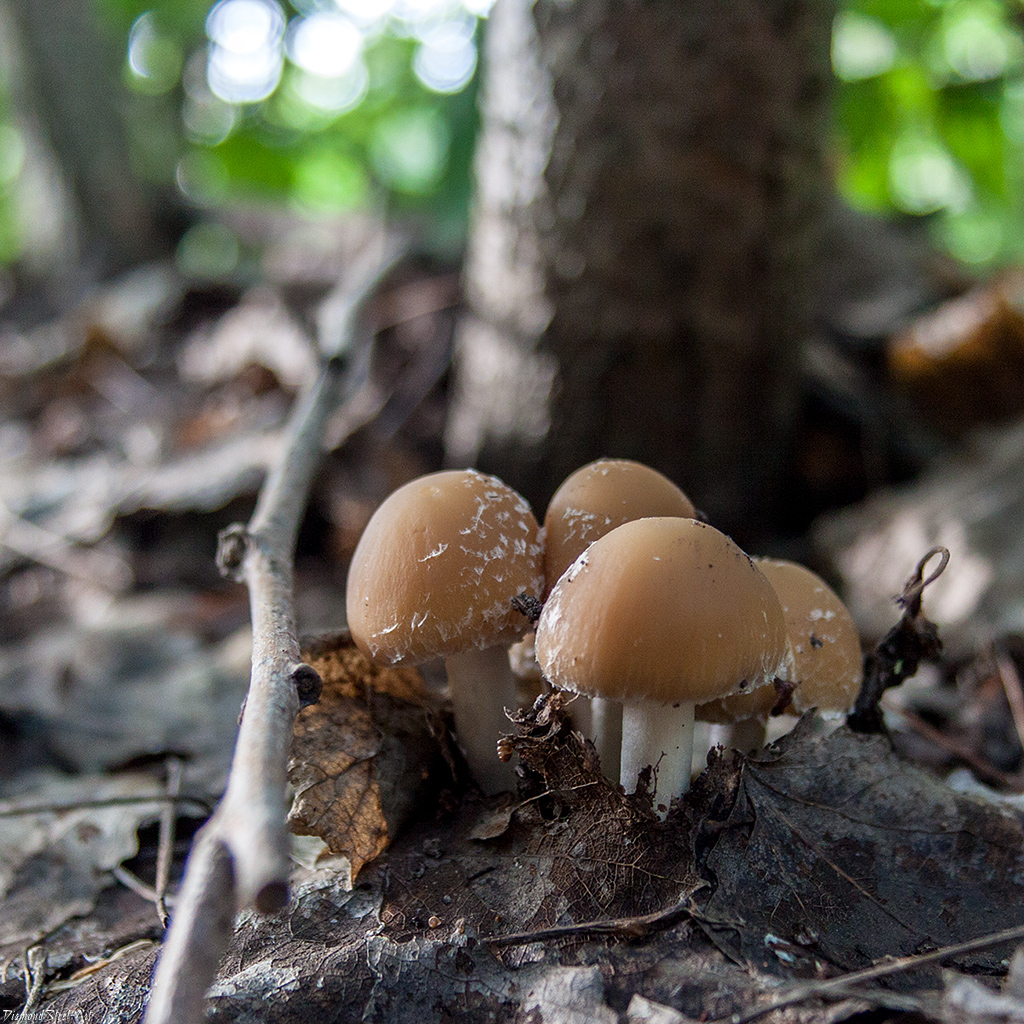 Псатирелла кандолля - описание, где растет, ядовитость гриба