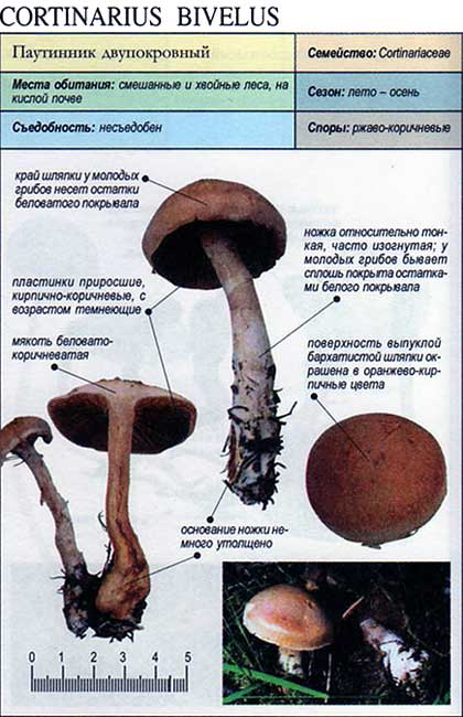Паутинник съедобный (cortinarius esculentus): описание, где растет, как отличить, фото и сходные виды