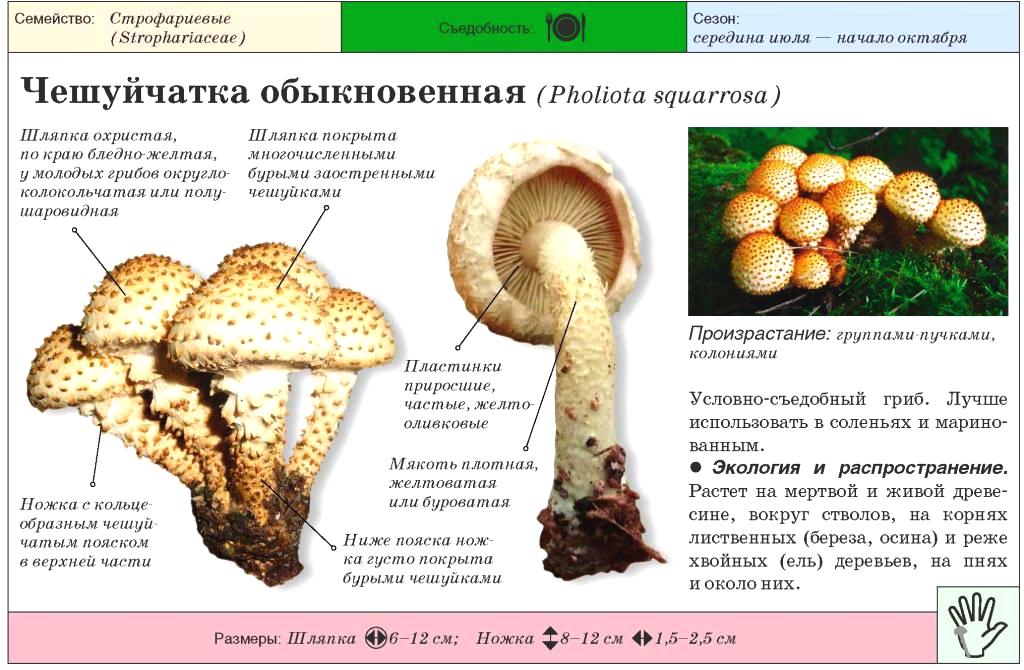 Чешуйчатка чешуйчатая (pholiota squarrosa) – грибы сибири