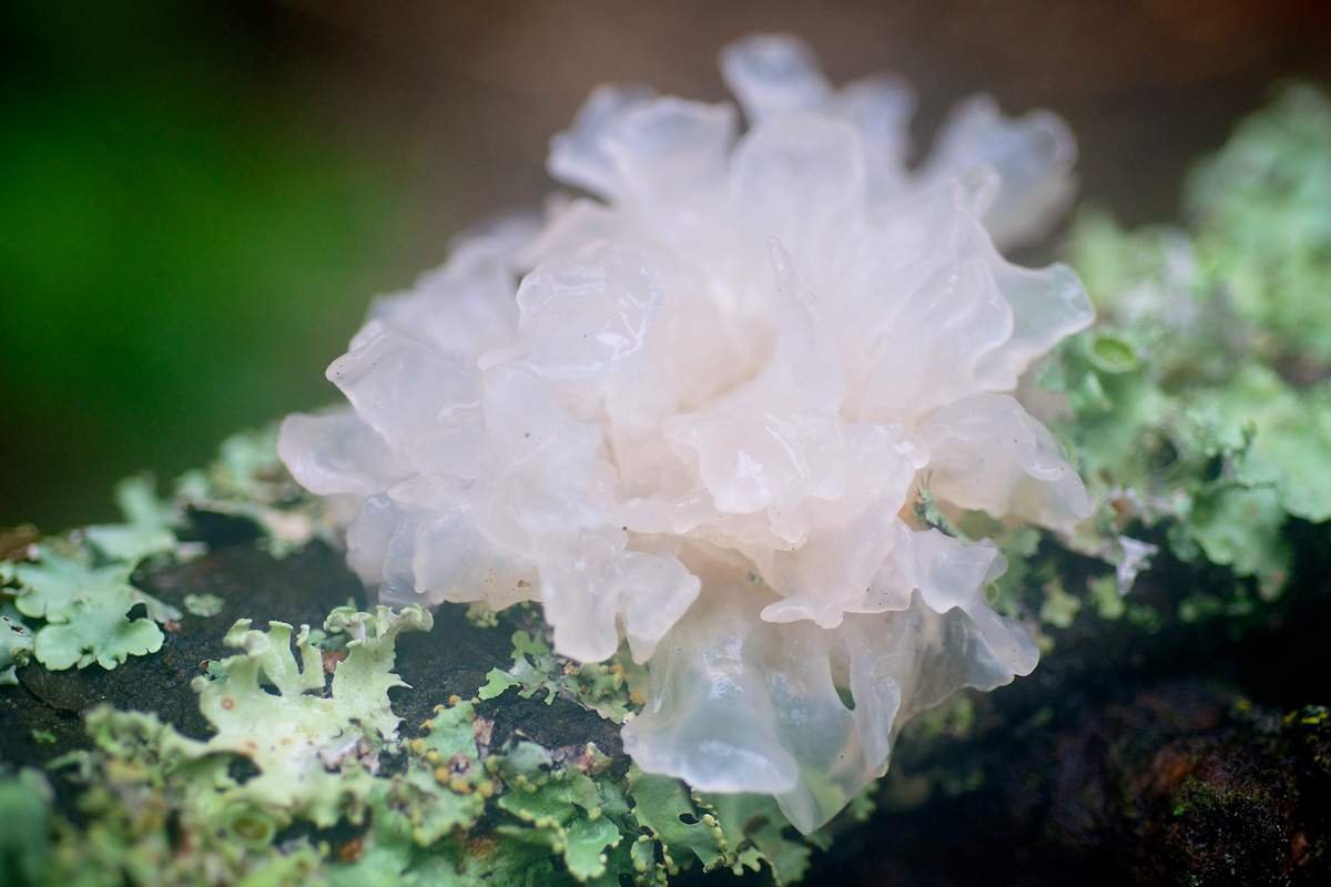 Ледяной гриб (снежный, серебряный): фото и описание, рецепты приготовления