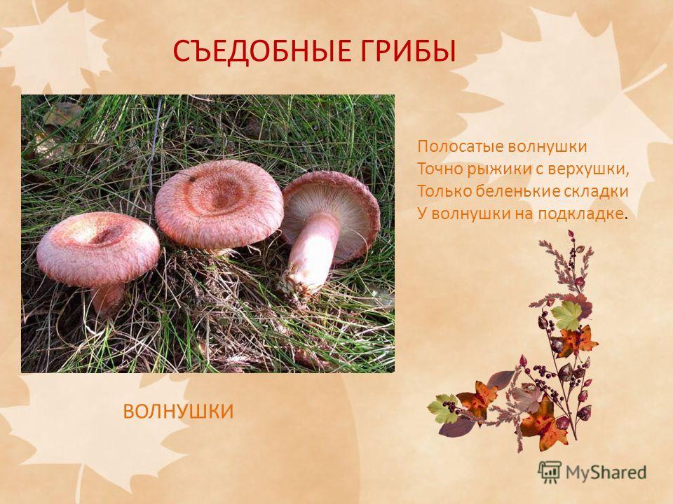 Описание грибов: съедобные грибы