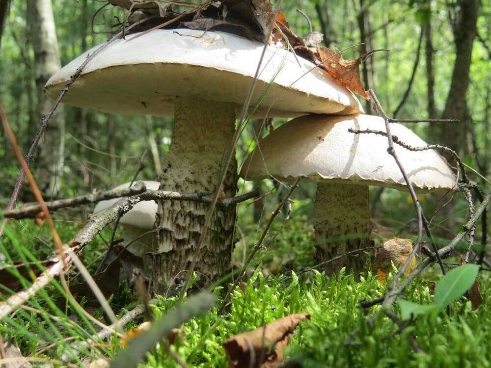 Подберезовик белый - описание, где растет, ядовитость гриба