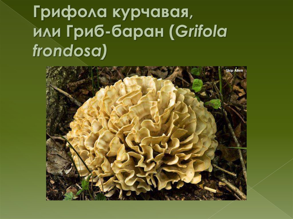 Грифола курчавая: почему гриб назвали бараном? — викигриб