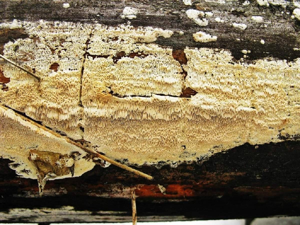 Домовой гриб (белый домовой гриб, серпула плачущая, serpula lacrymans): как выглядит, почему появляется в доме, как бороться, чем обработать
