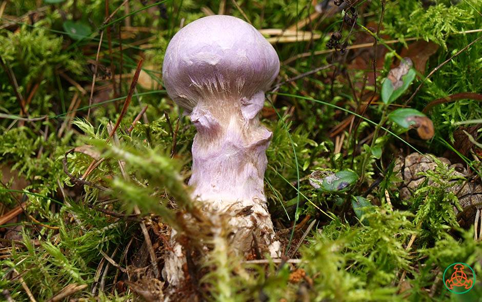 Паутинник слизистый (cortinarius mucosus) – грибы сибири