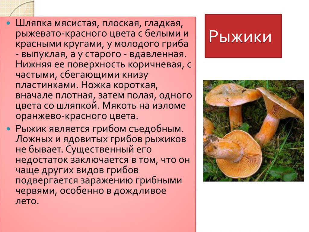 Рядовка: польза и виды грибов | food and health