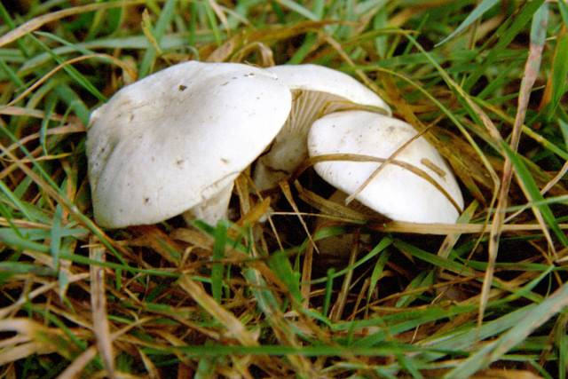 Клитопилус сливовый (clitopilus prunulus) – грибы сибири