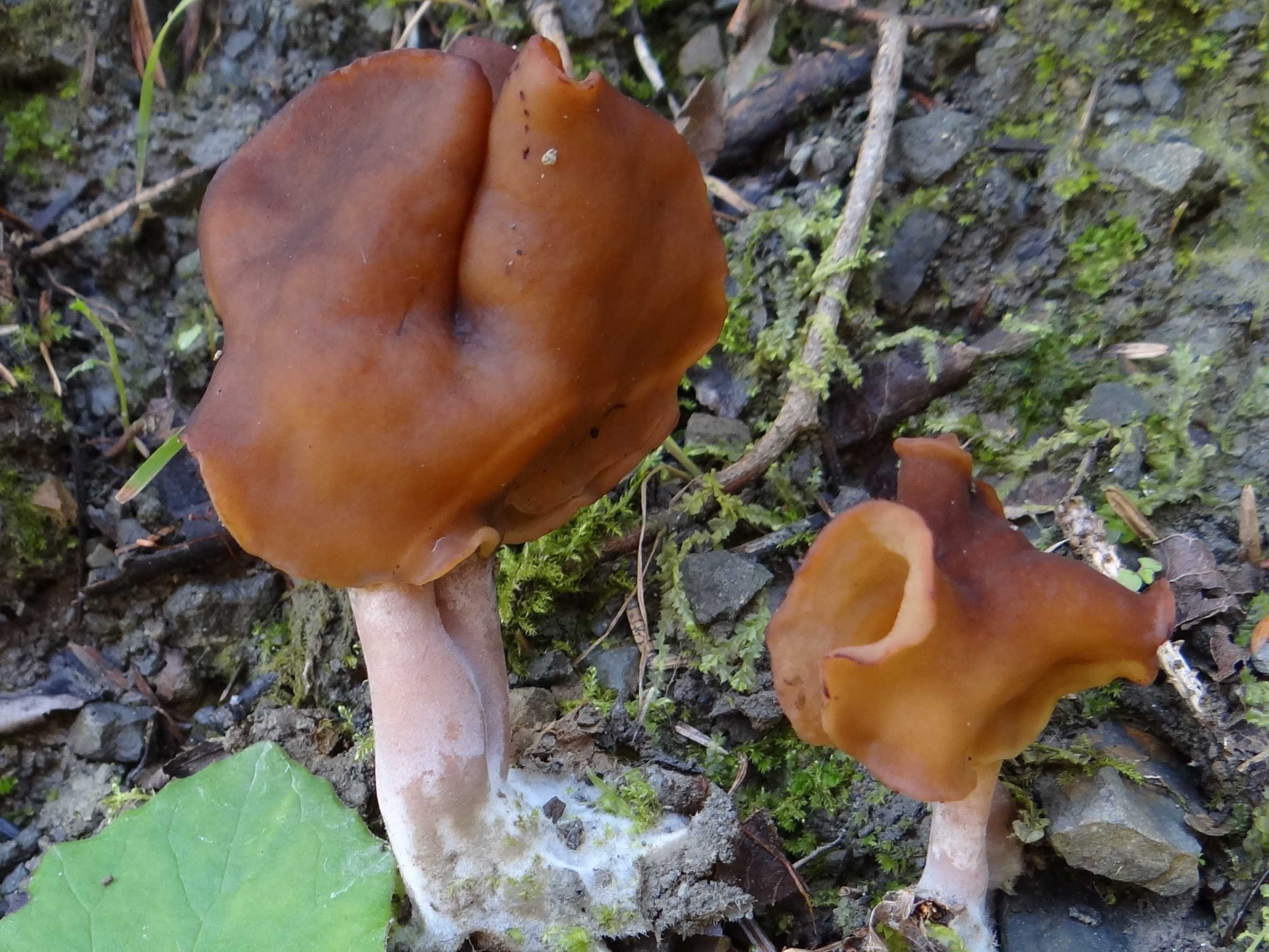 Строчки – грибы съедобные и несъедобные