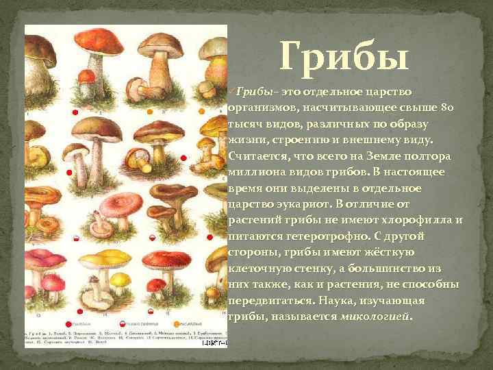 Чем полезны грибы: калорийность, бжу, какие витамины содержатся