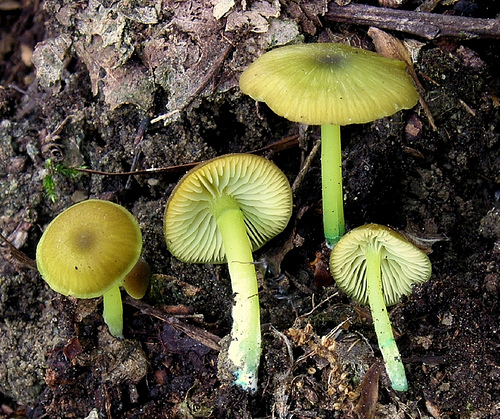 Лепиота острочешуйчатая — описание гриба, похожие виды, фото