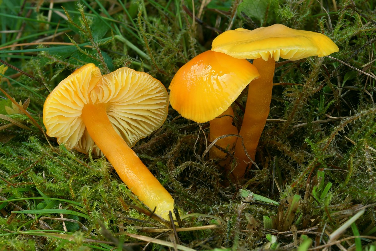 Псилоцибе кубенсис (psilocybe cubensis или stropharia cubensis): фото и описание гриба сан исидро