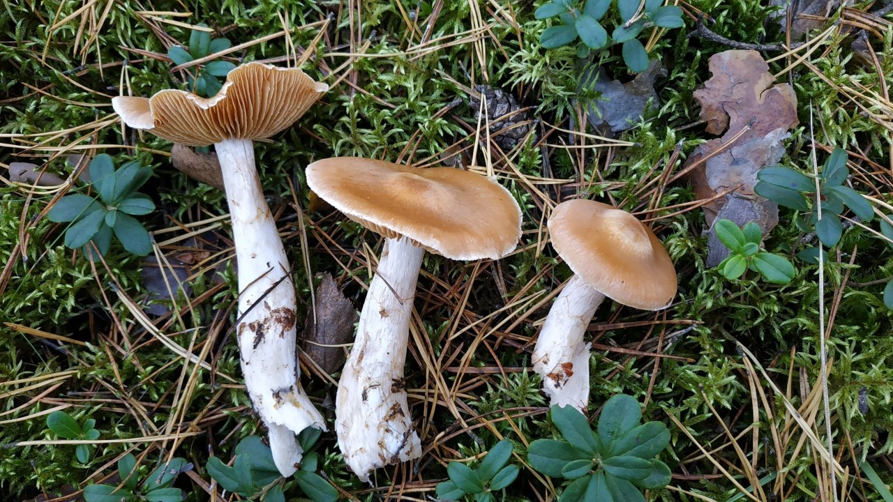 Паутинник желтый, болотный и особеннейший: характеристика съедобных и ядовитых видов гриба