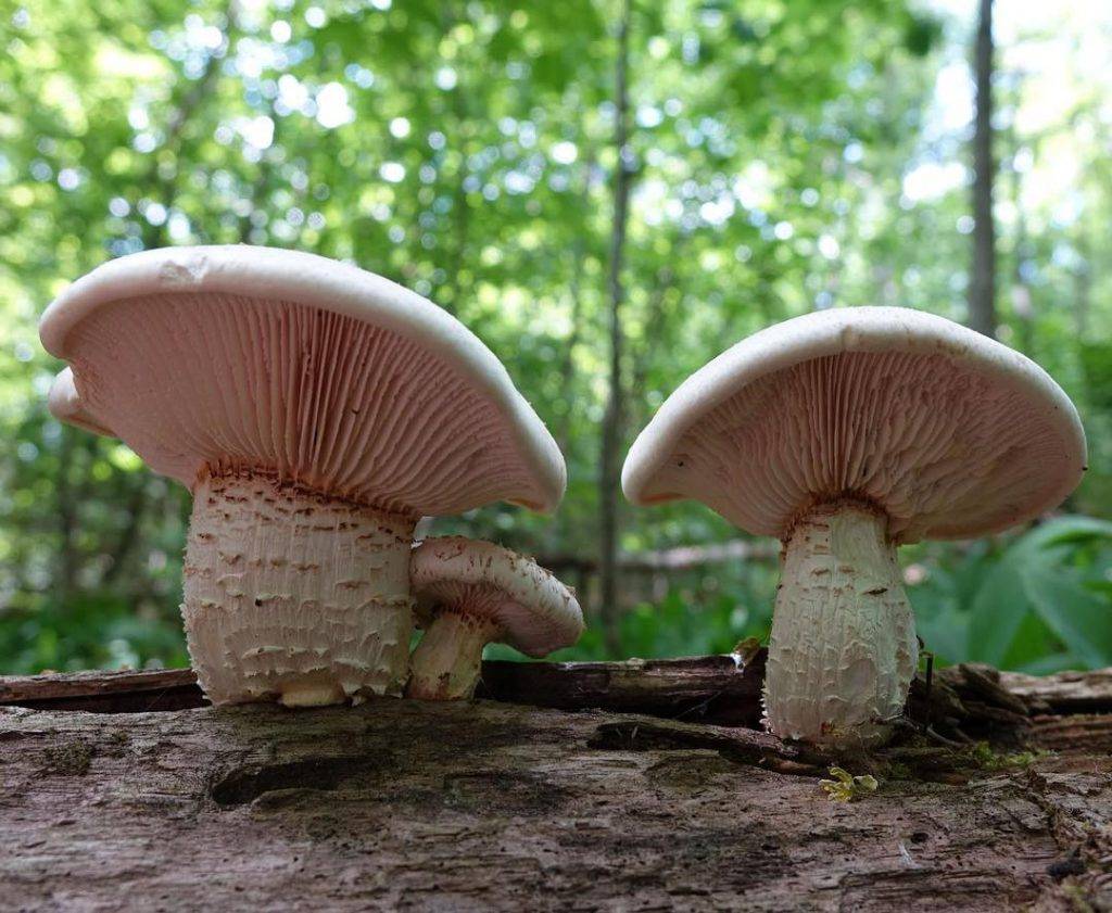 Шпальный гриб — энциклопедия руниверсалис
