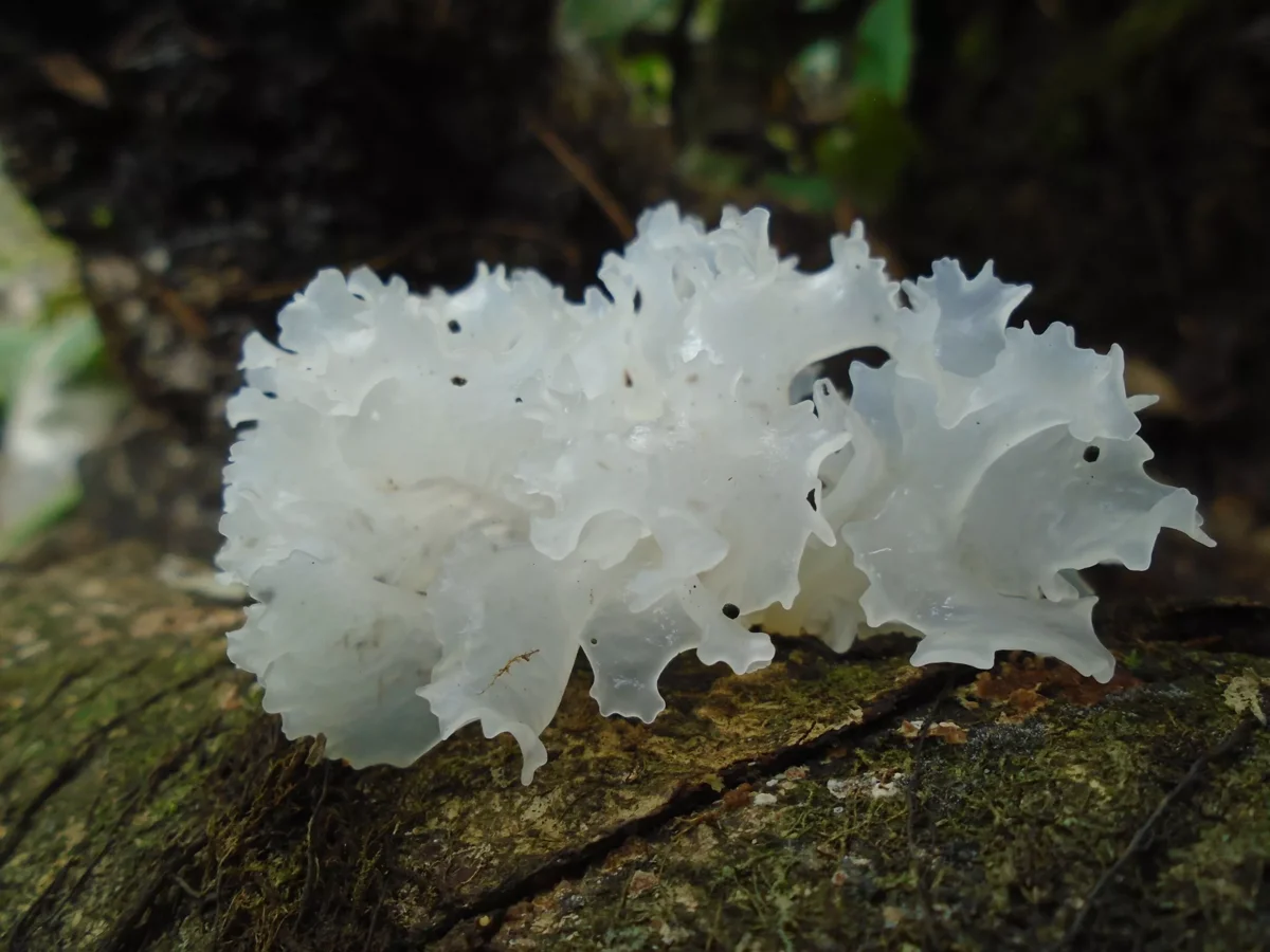 Полное описание гриба – коровья губа