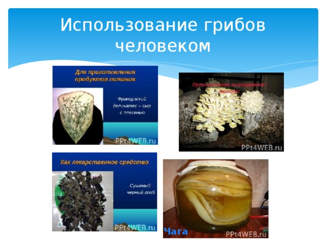 Taphrina deformans (berk.) tul. | справочник пестициды.ru