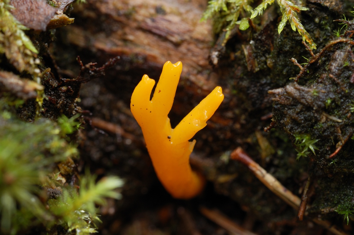 Грибная экзотика в лесу, или грибы-кораллы