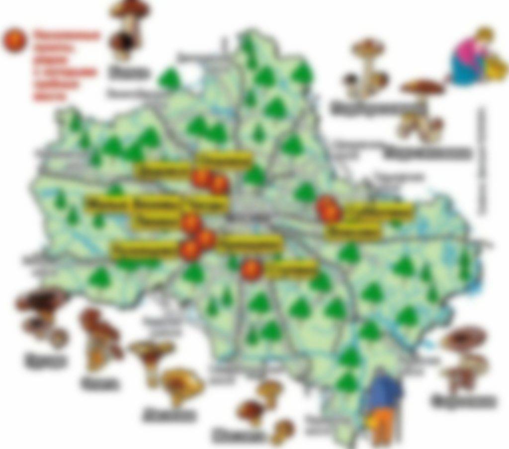 Грибы в ростове и ростовской области в 2023г: фото, описания и названия съедобных и ядовитых видов на карте грибных мест