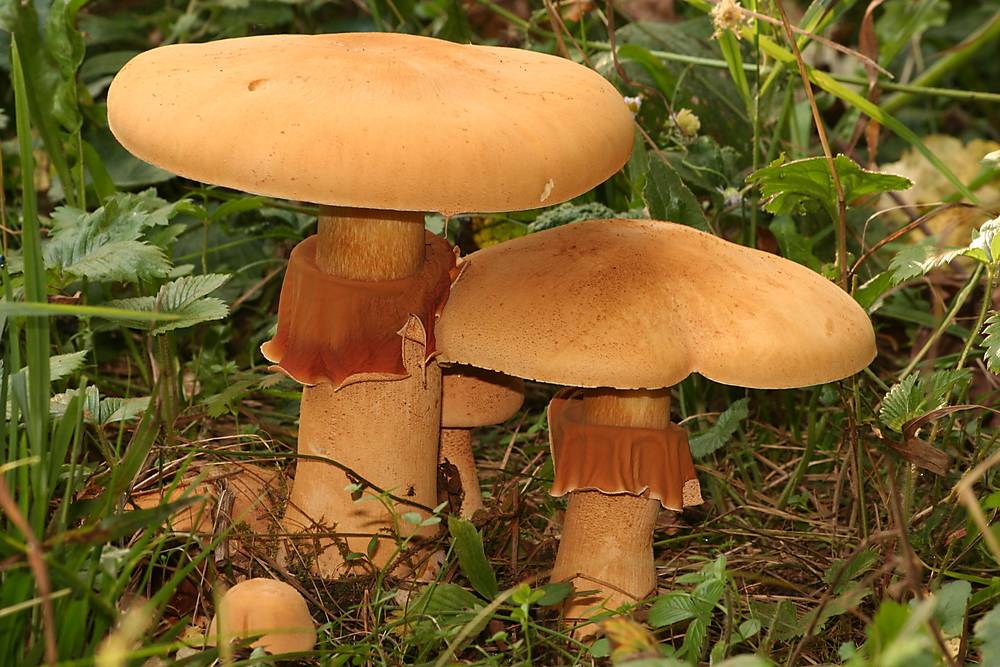 В чем особенность гриба зонтик девичий?