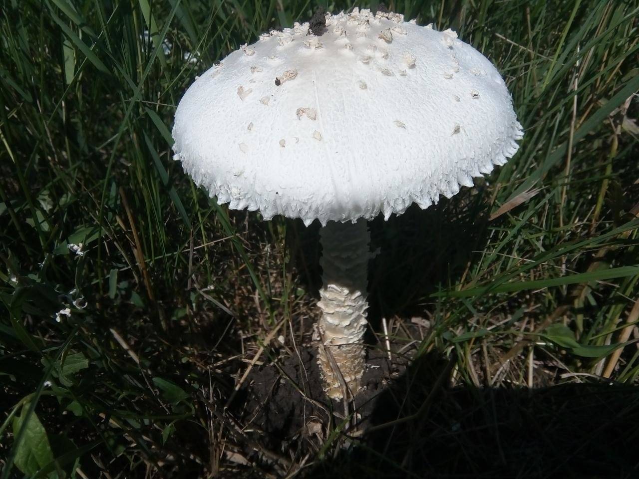 Лучшие грибные места саратовской области - грибноеместо