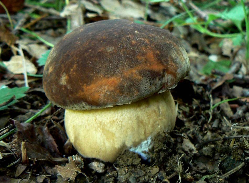Полубелый гриб. где растет. как готовить и хранить
