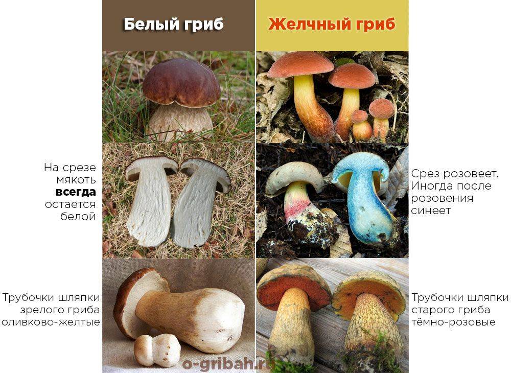 Ложный белый гриб (желчный гриб или горчак) – фото и описание, как отличить от белого гриба, как выглядит и можно ли есть его