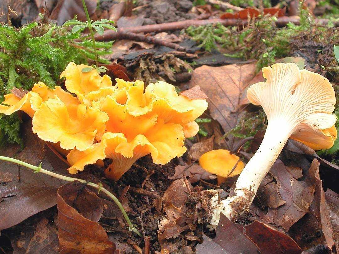 Лисичка трубчатая (cantharellus tubaeformis) или лисичка ворончатая: фото, описание и как готовить этот гриб