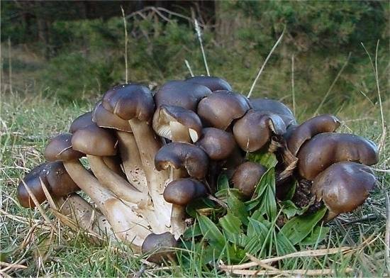 Лиофиллум симедзи — описание гриба, где растет, похожие виды, фото