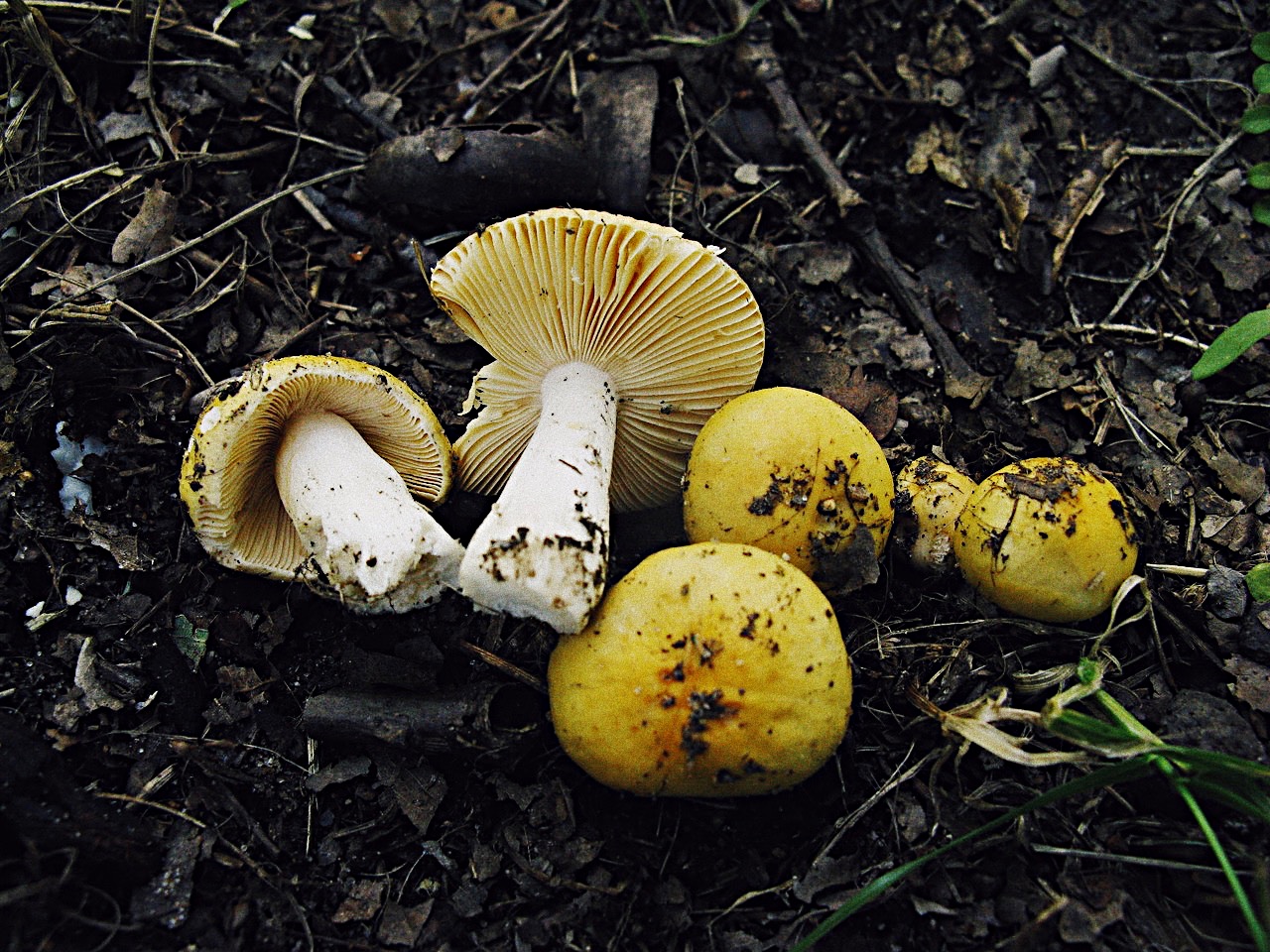 Сыроежка золотистая (russula aurea) – грибы сибири
