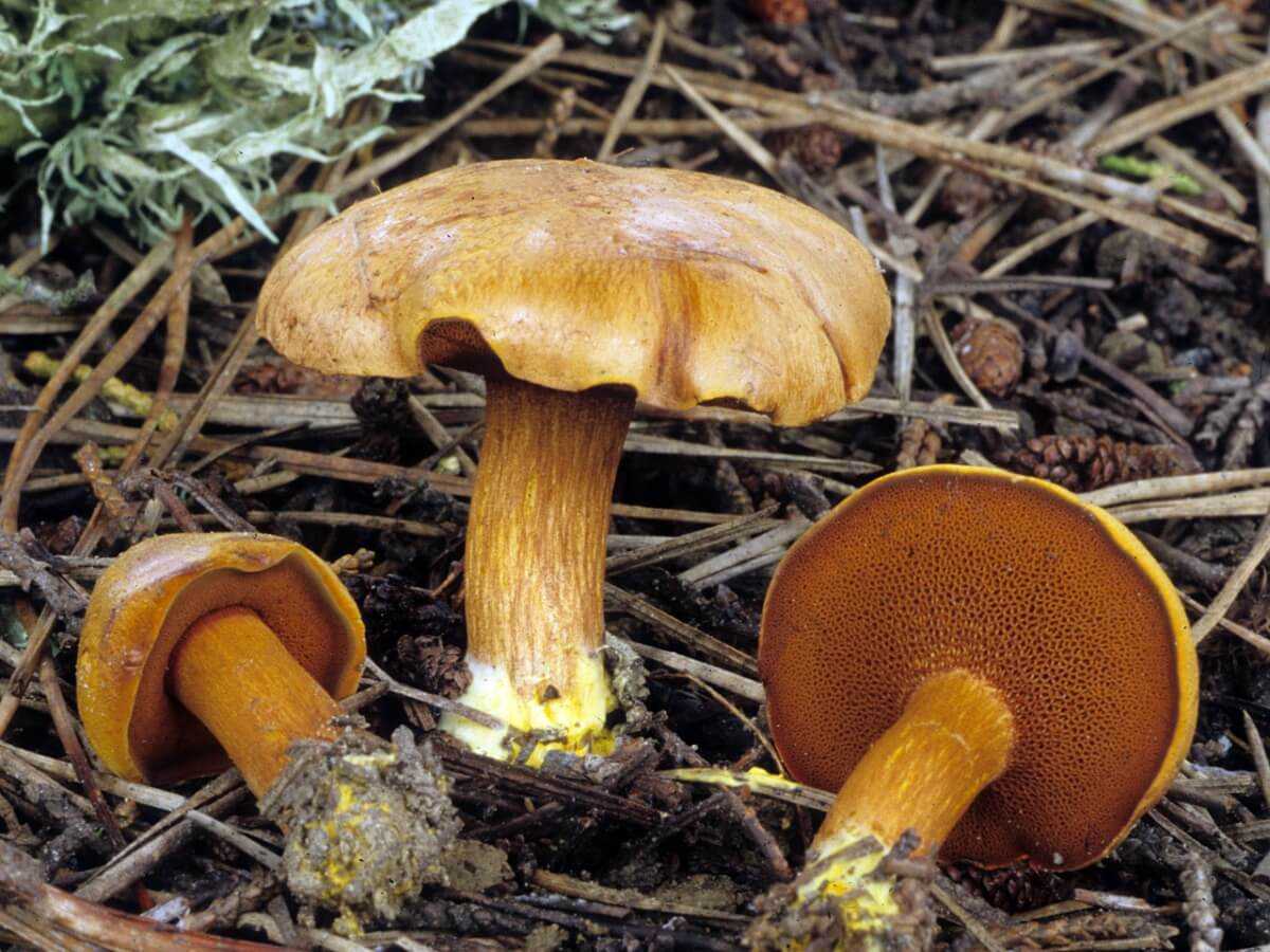 Моховик: сравнение съедобных и ложных грибов с описанием и фото