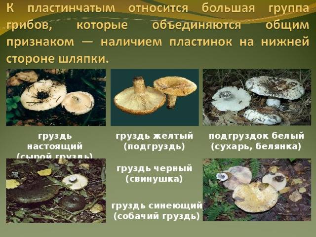 Подгруздок белый (груздь сухой, гриб сухарь, russula delica): как выглядит, где и как растет