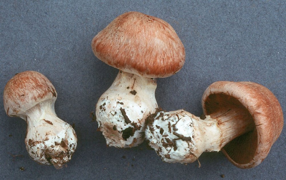 Паутинник желтый, болотный и особеннейший: характеристика съедобных и ядовитых видов гриба