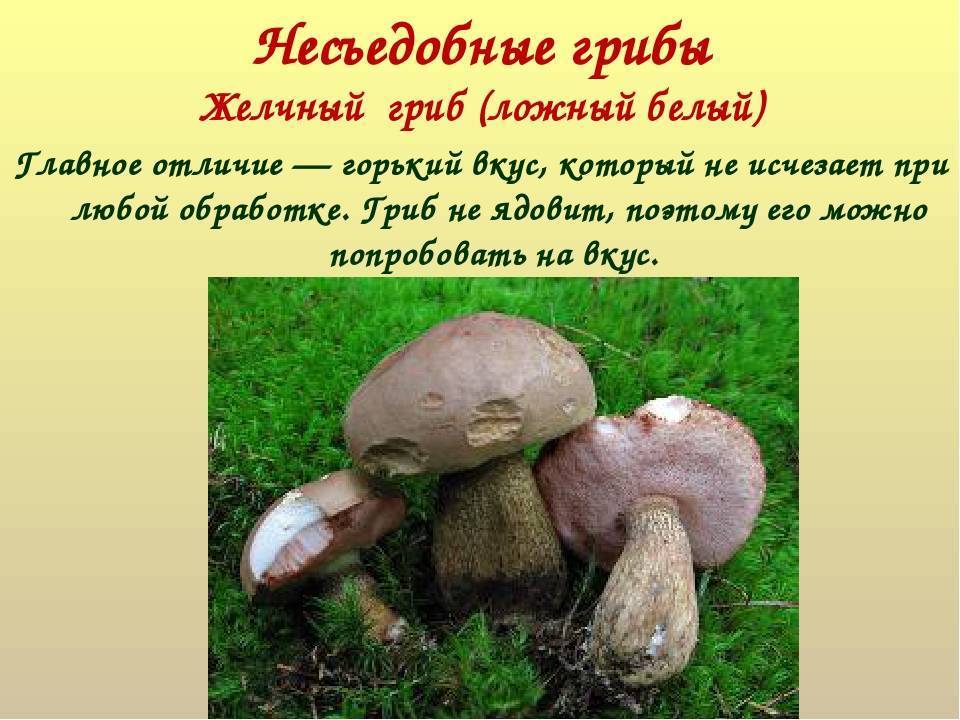 Желчный гриб: фото и описание, съедобный или нет — викигриб