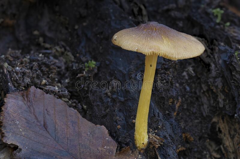 Плютей мелкоопушённый, коричневая форма (pluteus tomentosulus f. brunneus) – грибы сибири