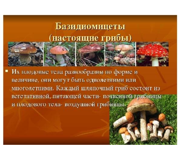 Агарикоидные базидиомицеты | справочник пестициды.ru