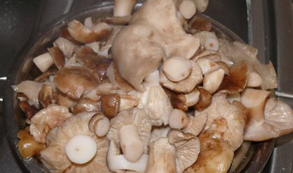 Как засолить грибы валуи правильно и вкусно