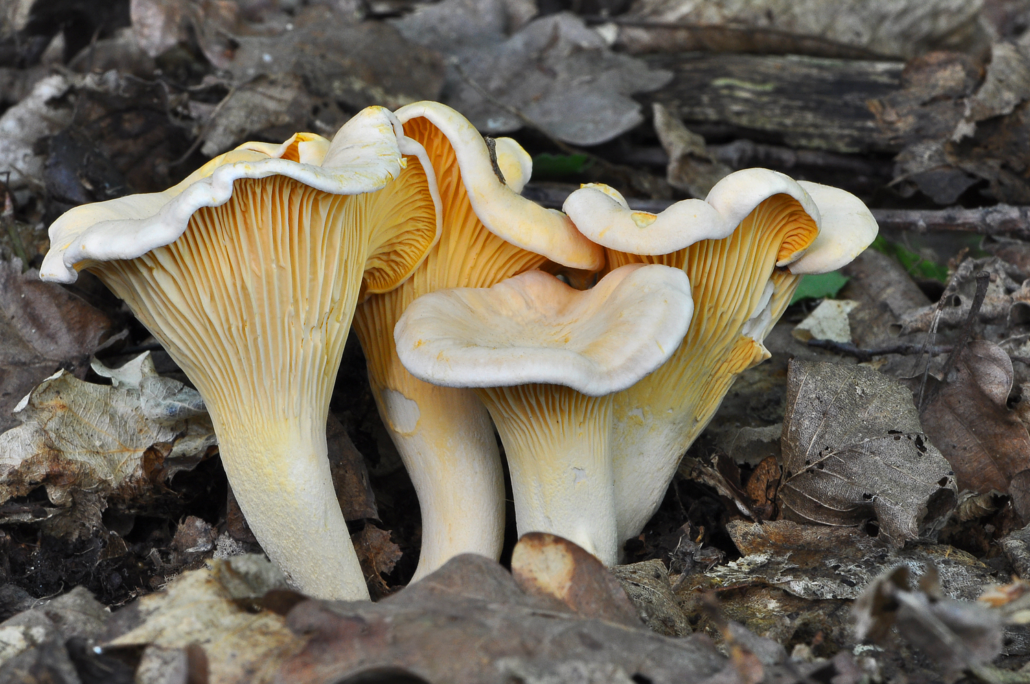 Бледно белый гриб. Cantharellus Pallens. Бледная Лисичка гриб. Белая Лисичка гриб. Лисичка гриб бледная съедобная.