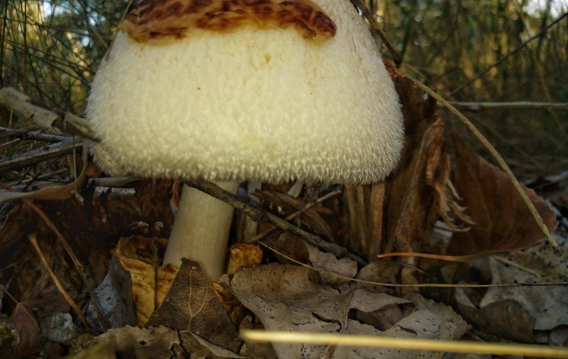 Вольвариелла шелковистая: съедобный ли гриб или нет, как собирать, фото
