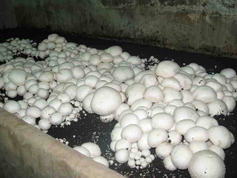Правила разведения грибов