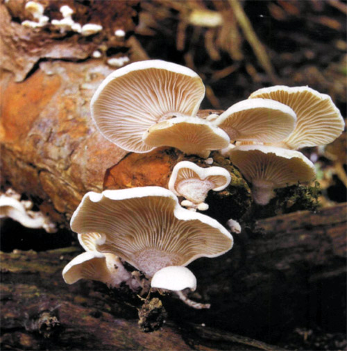 Вешенка осенняя (поздняя) (panellus serotinus) – описание, где растет, фото гриба