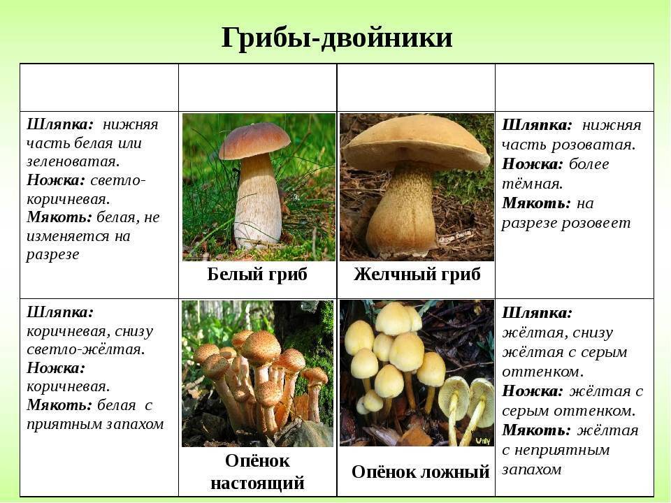 Грибы-двойники. названия и описание самых опасных грибов-двойников