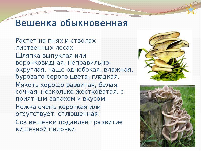 Однобочка степная, или степной гриб - ваш садовод