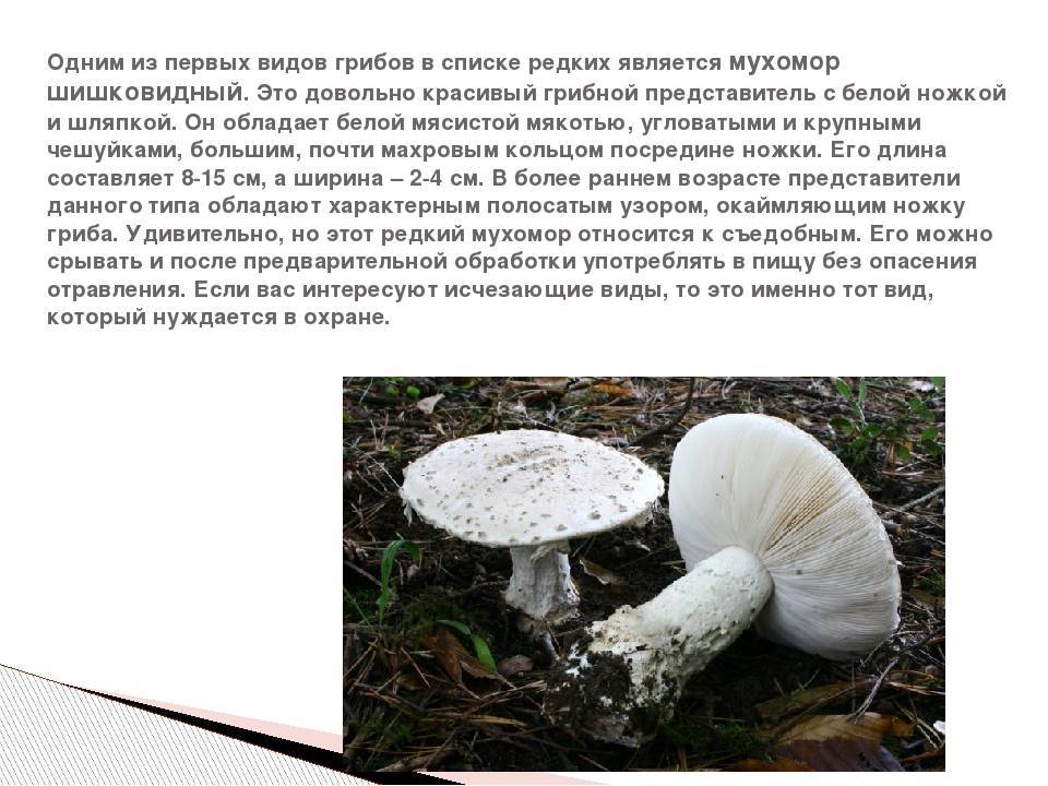 Ядовитый гриб мухомор: фото, применение в народной медицине, где растут несъедобные грибы