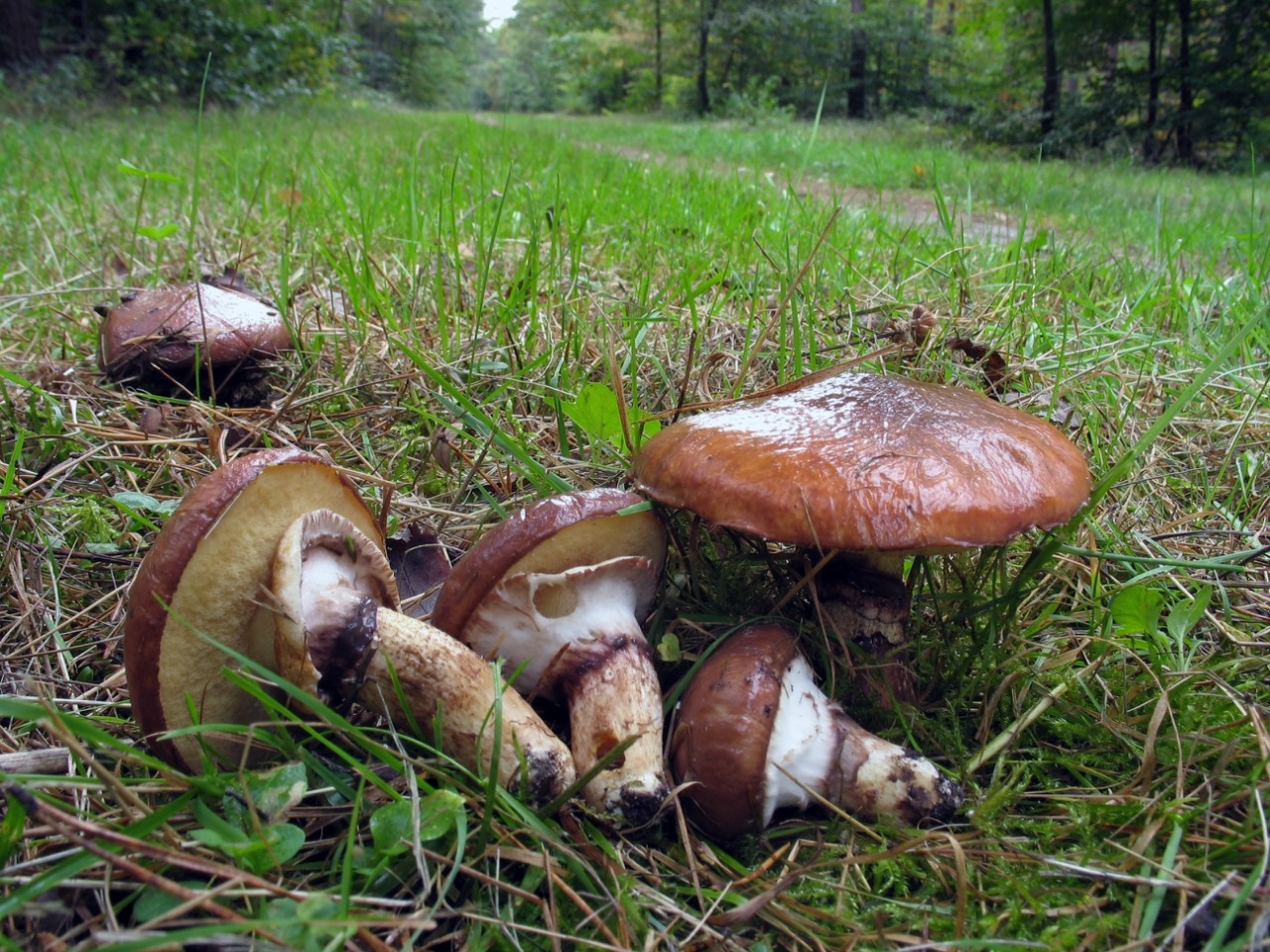 Есть гриб масленок. Гриб Suillus luteus. Съедобные грибы маслята. Маслёнок обыкновенный. Маслёнок обыкновенный (Suillus luteus).