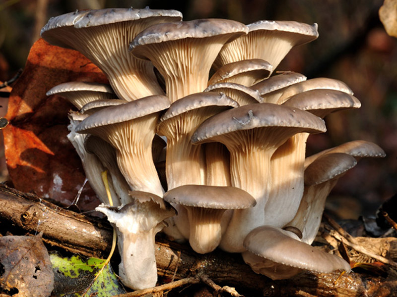 Вёшенки – фото, выращивание, виды, польза и вред, описание грибов