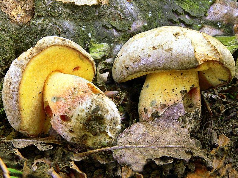 Королевский боровик - съедобный гриб. описание. где растет и как готовить.