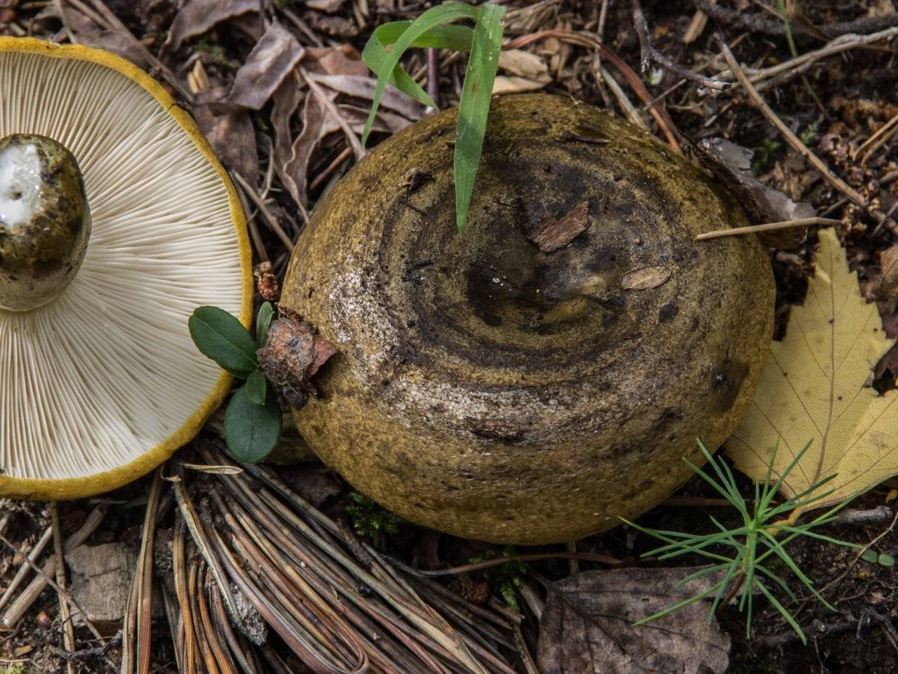 Черный груздь и его разновидности – подробное описание грибов