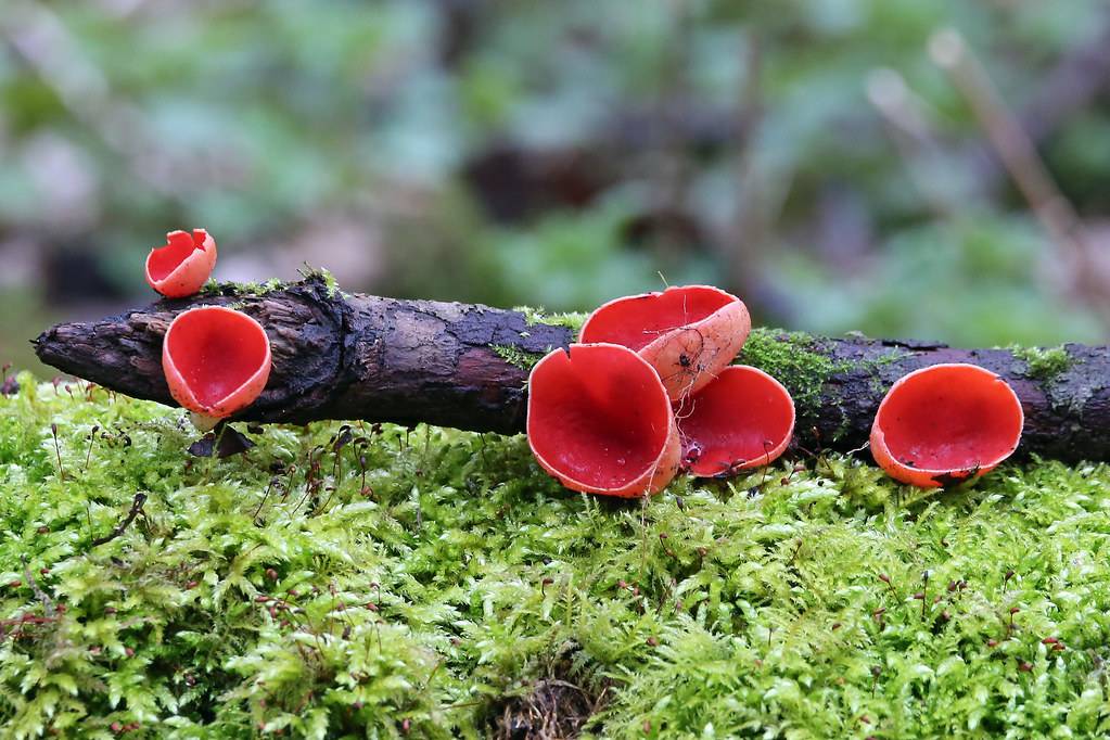 Саркосцифа алая или австрийская (sarcoscypha coccinea): фото, описание, лечебные свойства и как готовить грибы красные чашечки